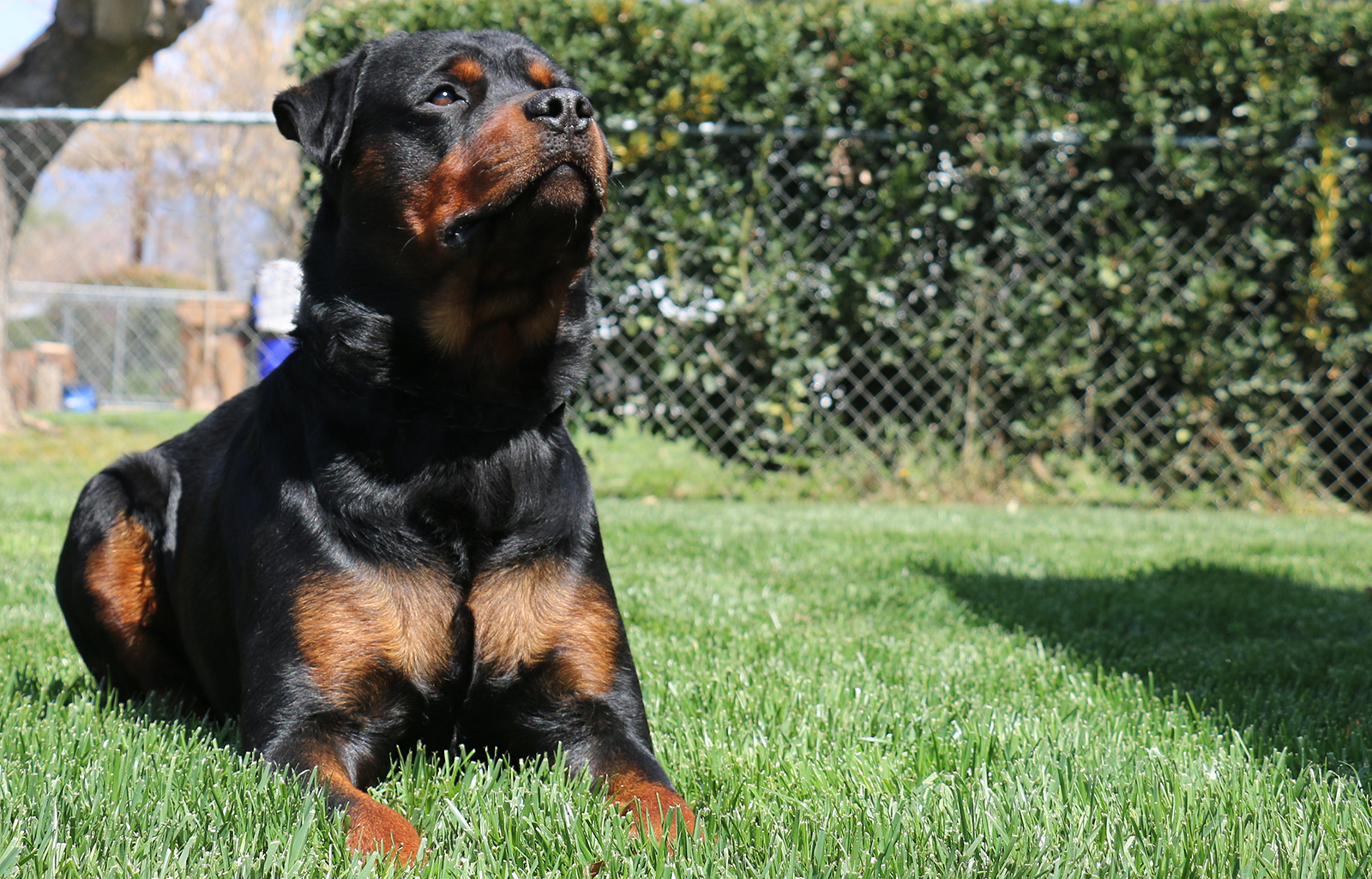 Rouse Rottweilers Gunter Von Roush - Von Der Hause Roush Rottweilers